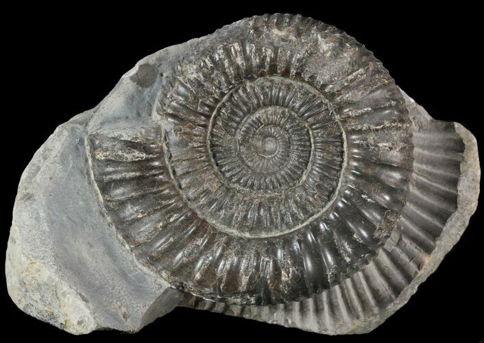Dactylioceras Ammonite Fossil - England #52662